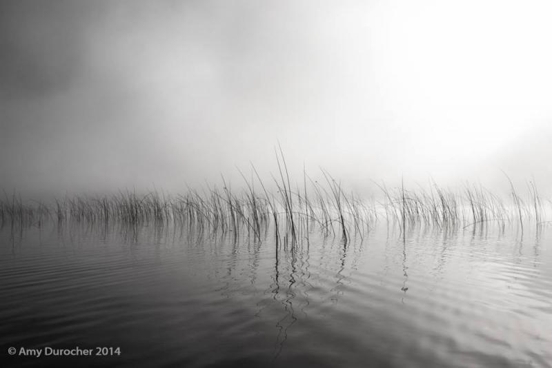 (Untitled) Reeds, Amy Durocher